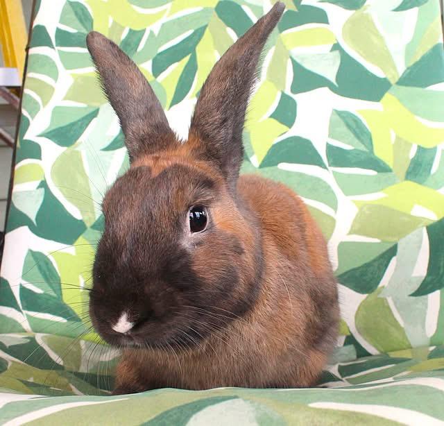 Moose, Adoptable, Adult Male American.