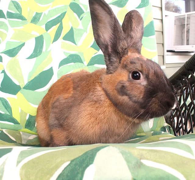 Enlarge Moose, a Adoptable American in Hillside, NJ image 3/3