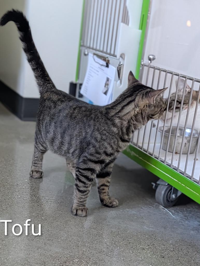 Tofu, Adoptable, Kitten Male Domestic Short Hair.