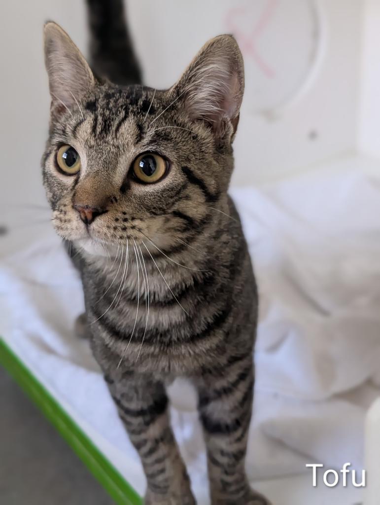 Enlarge Tofu, a Adoptable mixed breed in Greenfield, IN image 2/5