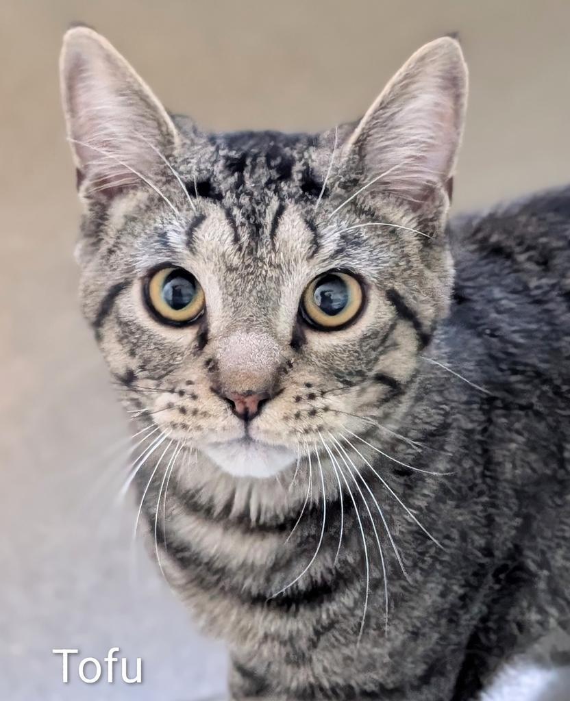 Enlarge Tofu, a Adoptable mixed breed in Greenfield, IN image 3/5