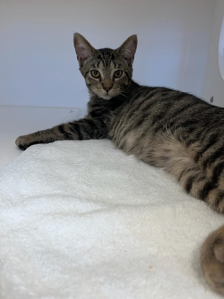 Enlarge Tofu, a Adoptable mixed breed in Greenfield, IN image 4/5