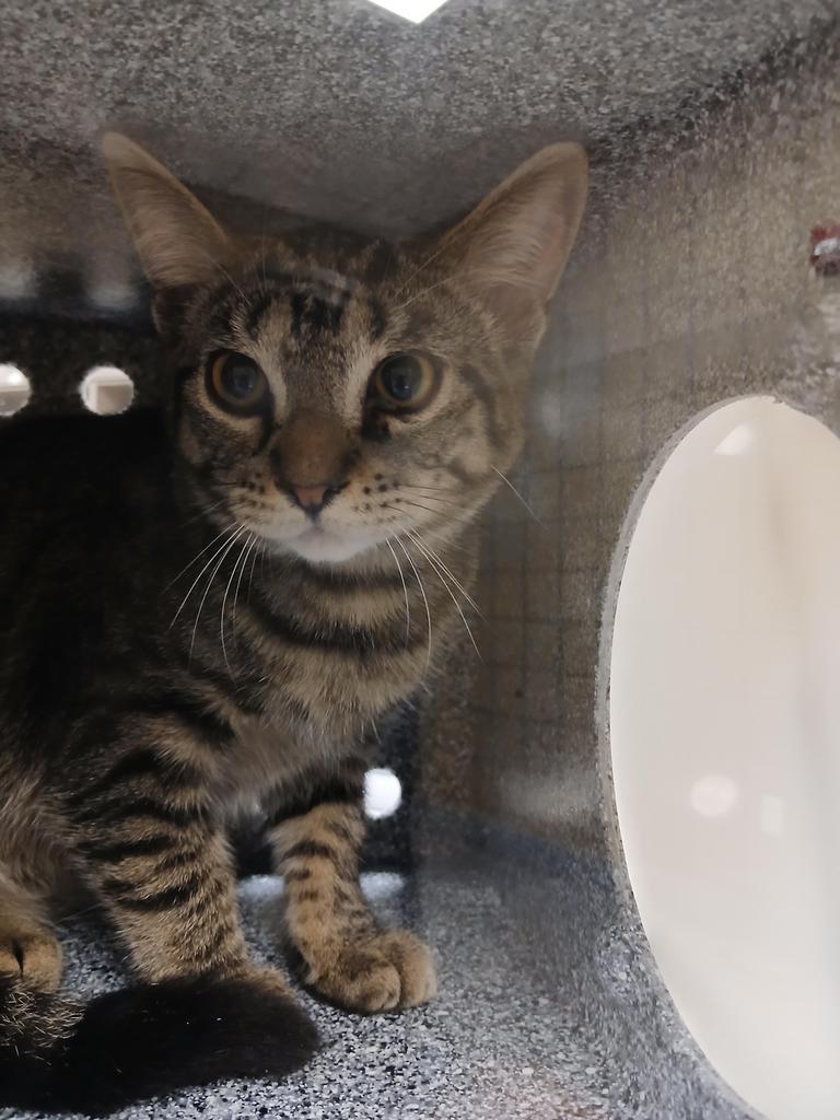 Enlarge Tofu, a Adoptable mixed breed in Greenfield, IN image 5/5