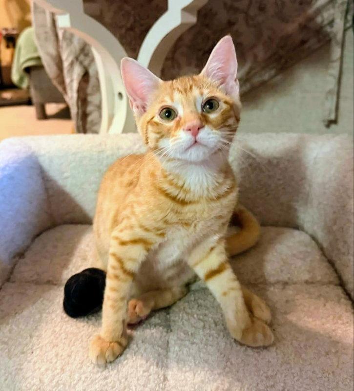 Enlarge Sherbert, a Adopted Tabby in Knoxville, TN image 1/3