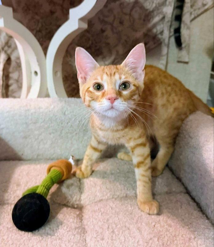 Enlarge Sherbert, a Adopted Tabby in Knoxville, TN image 2/3