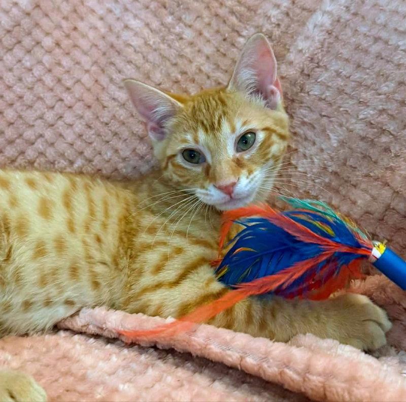 Enlarge Sherbert, a Adopted Tabby in Knoxville, TN image 3/3