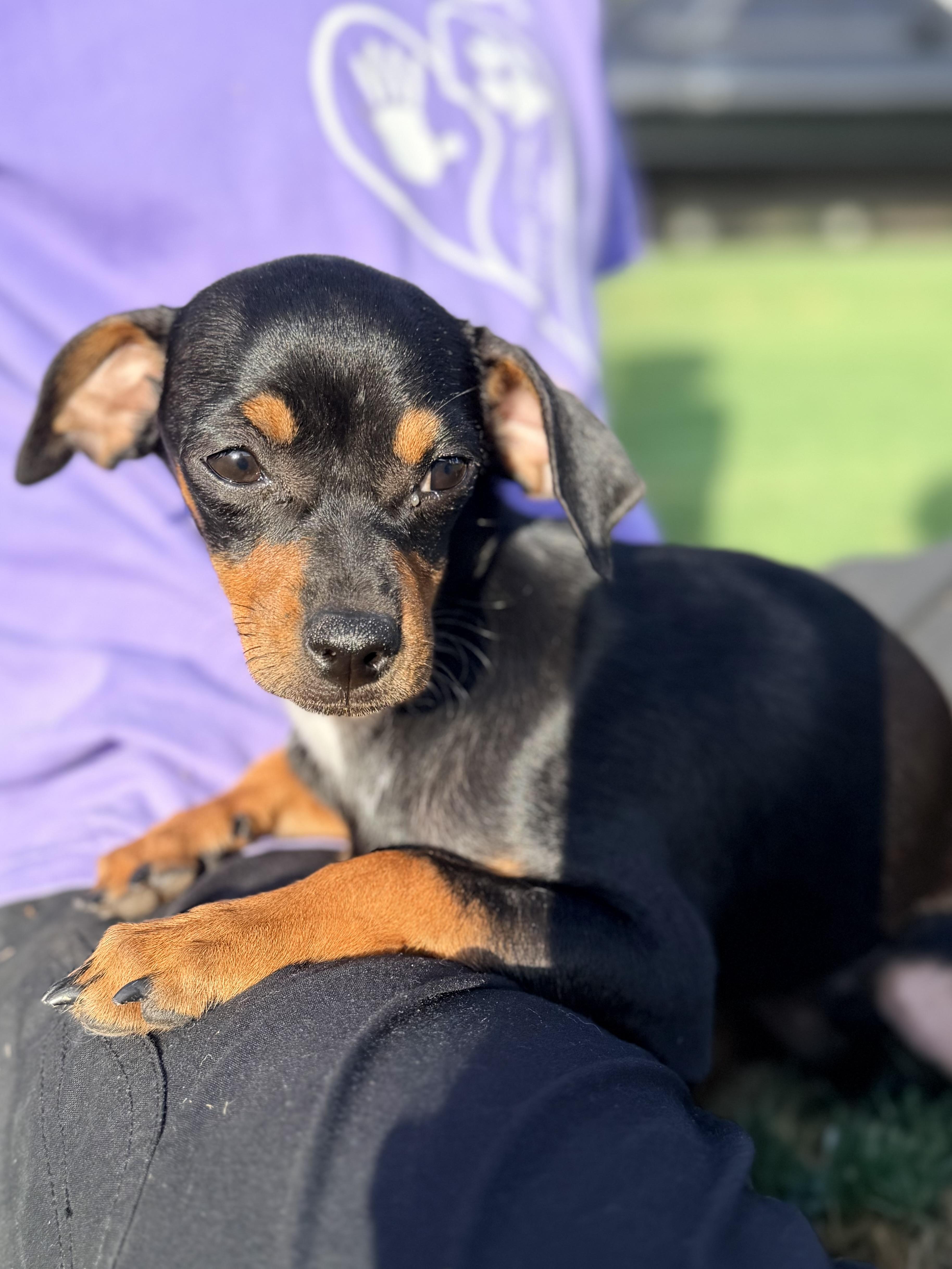 Havarti, ADOPTABLE, Puppy Female Miniature Pinscher & Chiweenie.