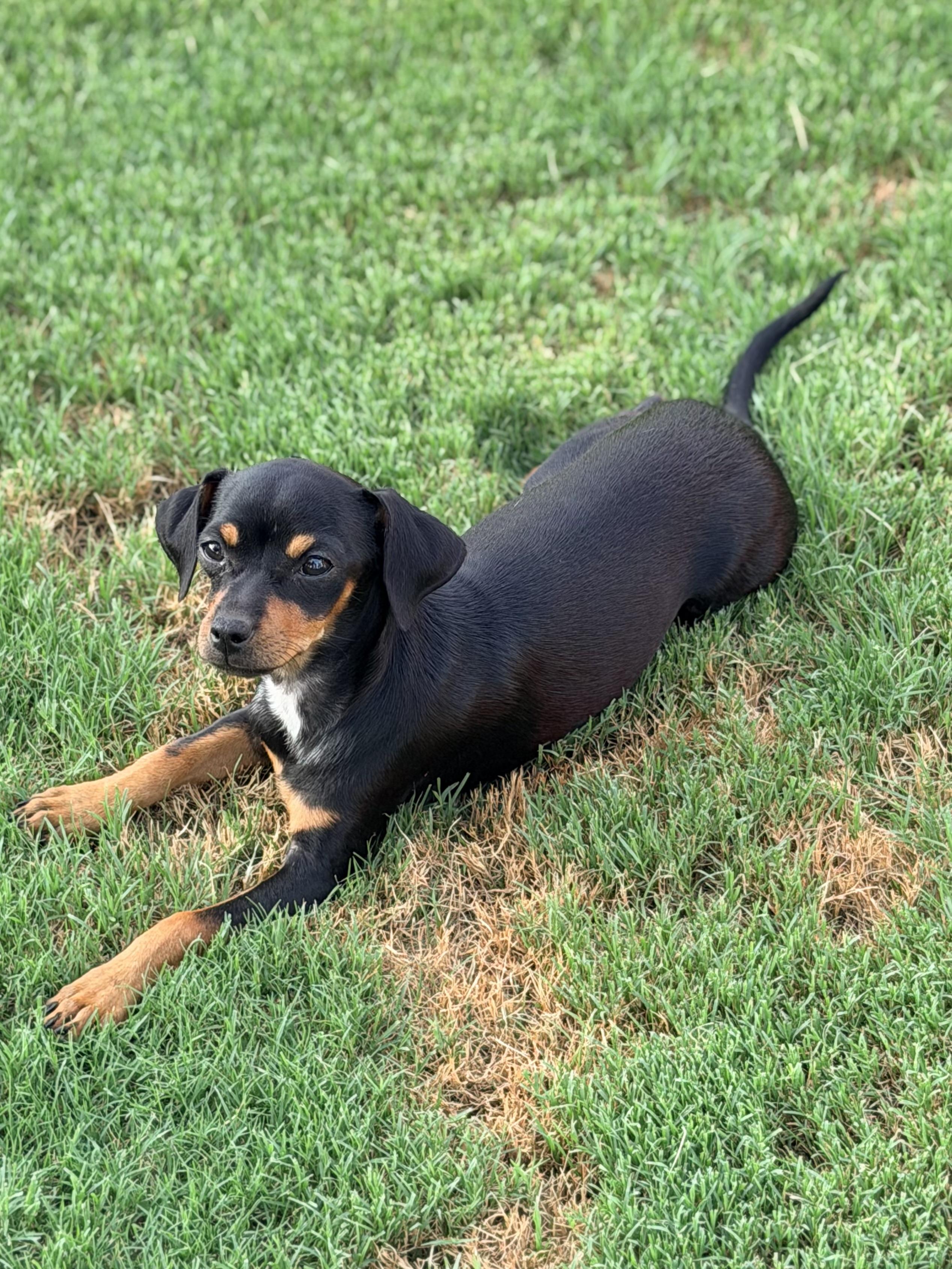 Havarti, a ADOPTABLE mixed breed in Gilbert, AZ image 2/4