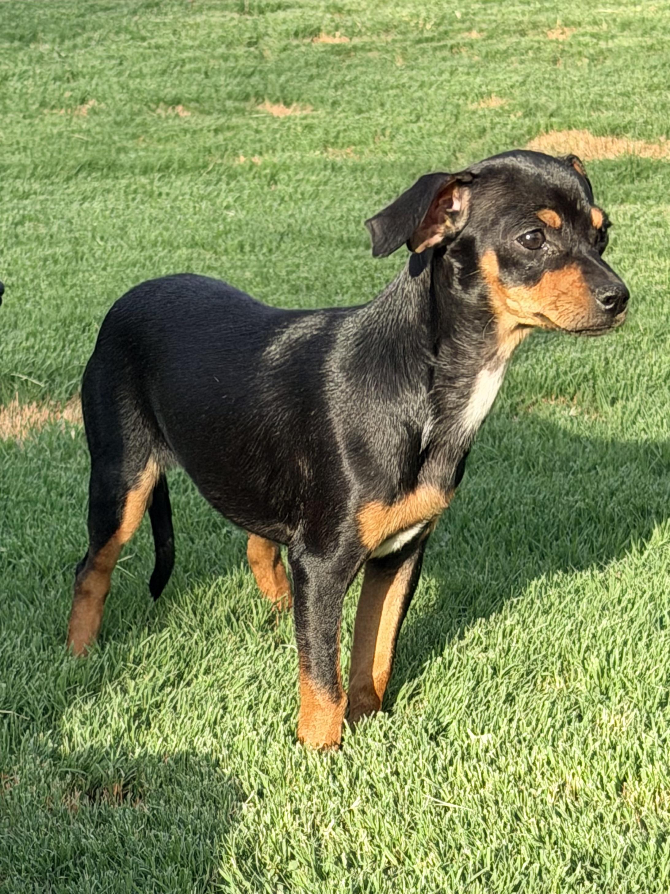 Havarti, a ADOPTABLE mixed breed in Gilbert, AZ image 3/4