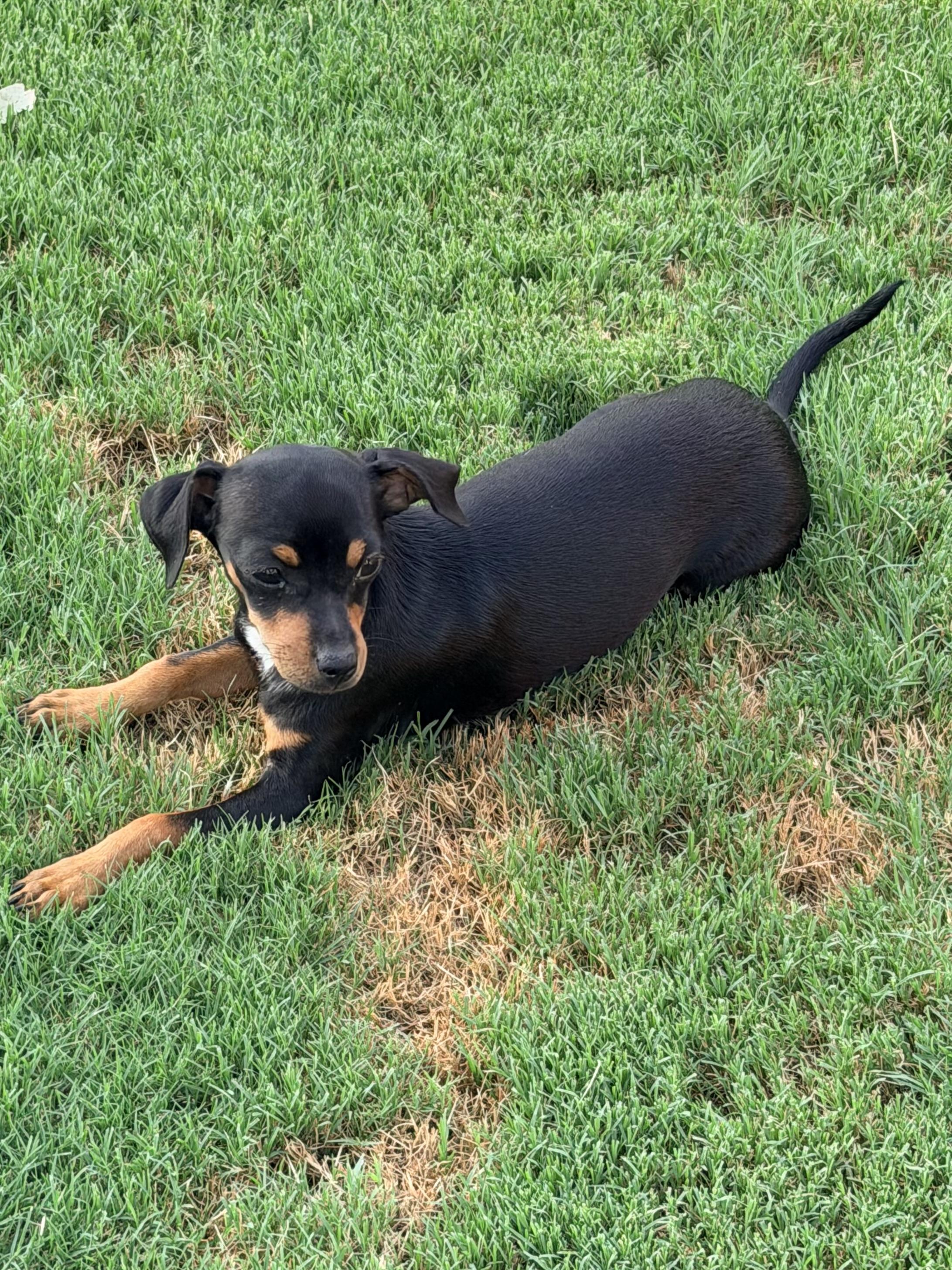 Havarti, a ADOPTABLE mixed breed in Gilbert, AZ image 4/4