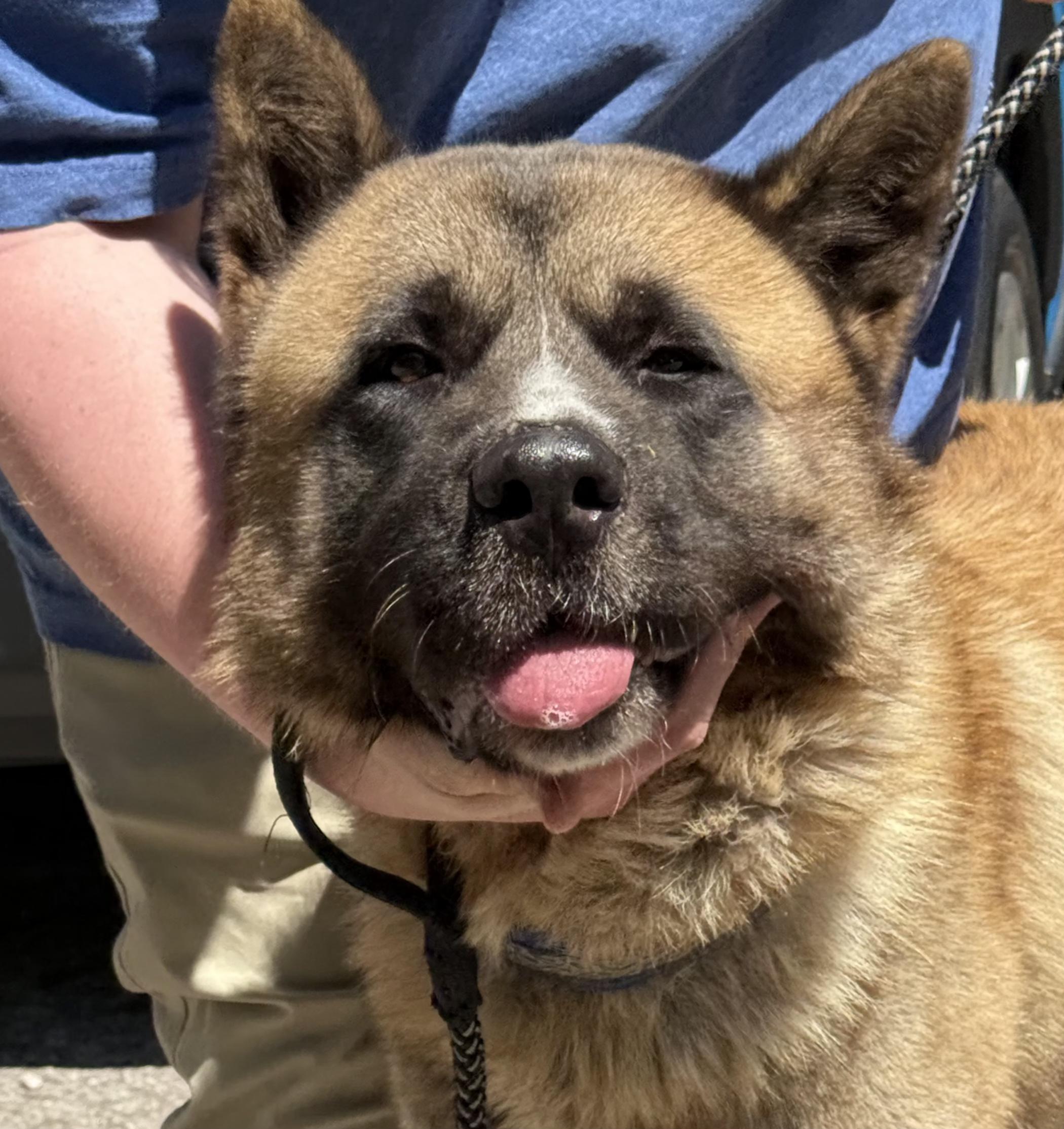 Kiba