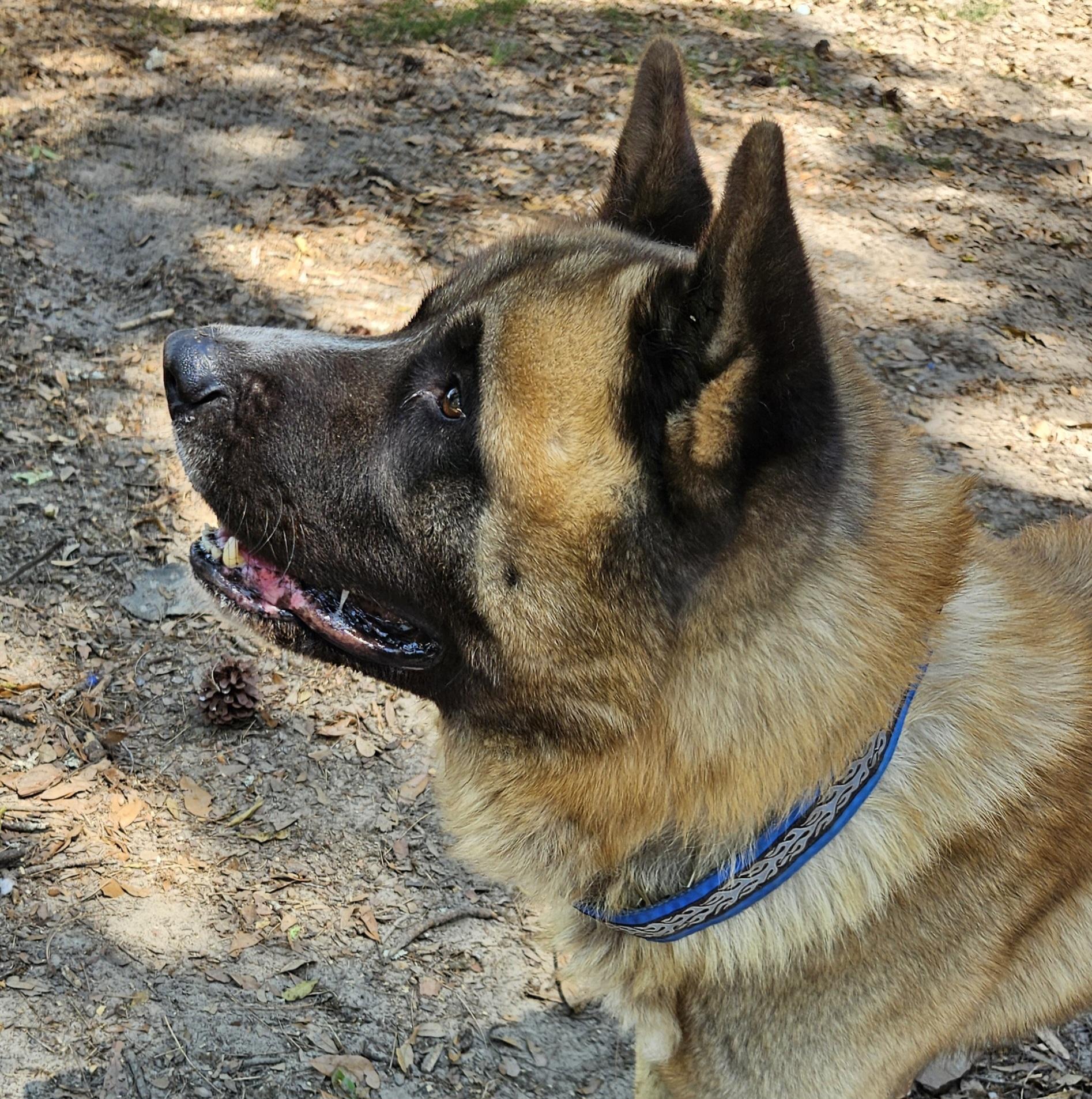 Kiba 5