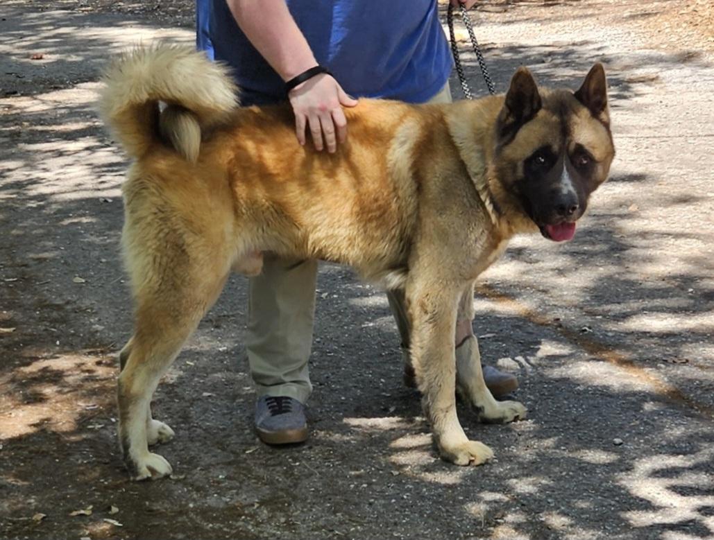 Kiba 2