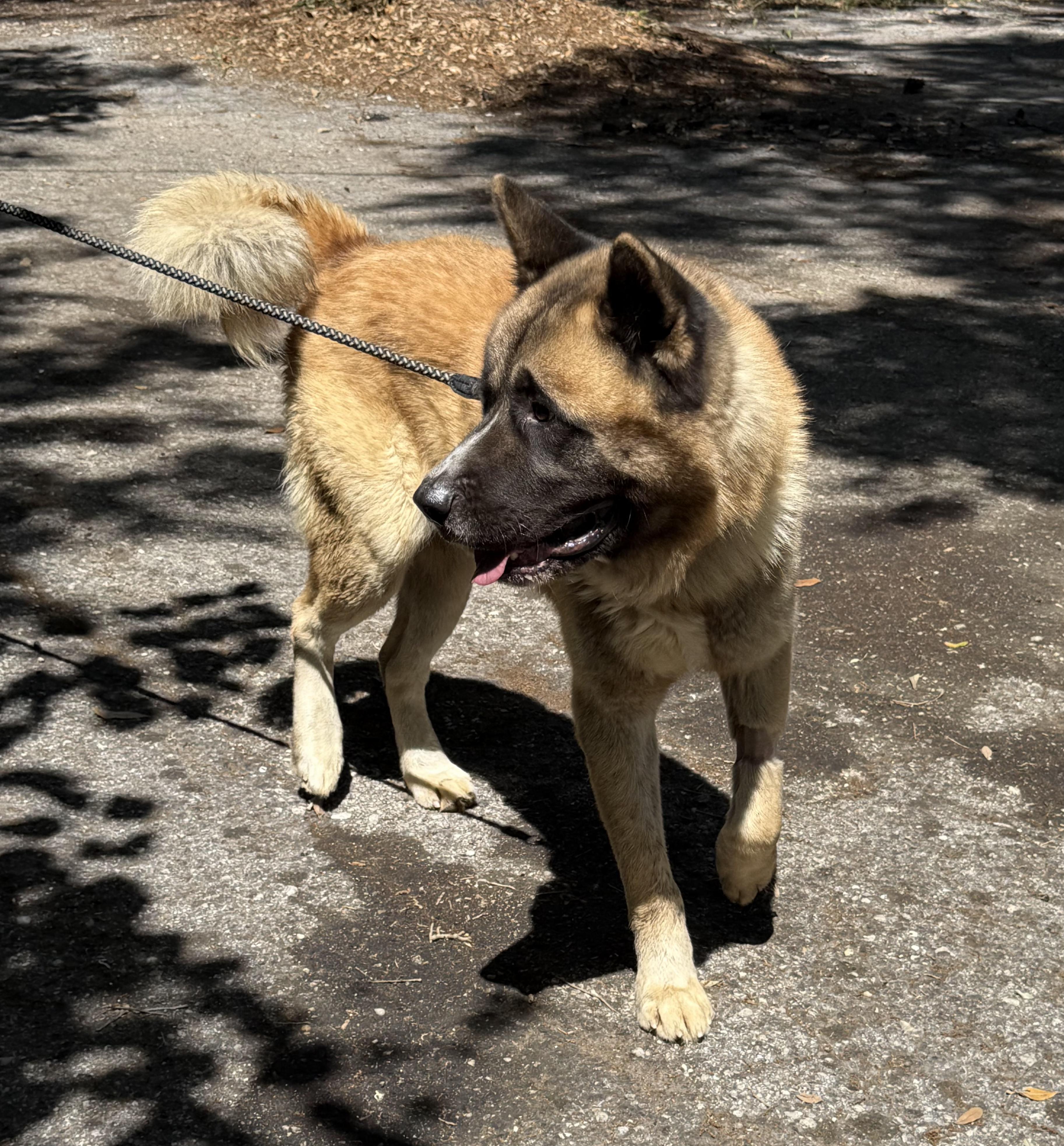 Kiba 4
