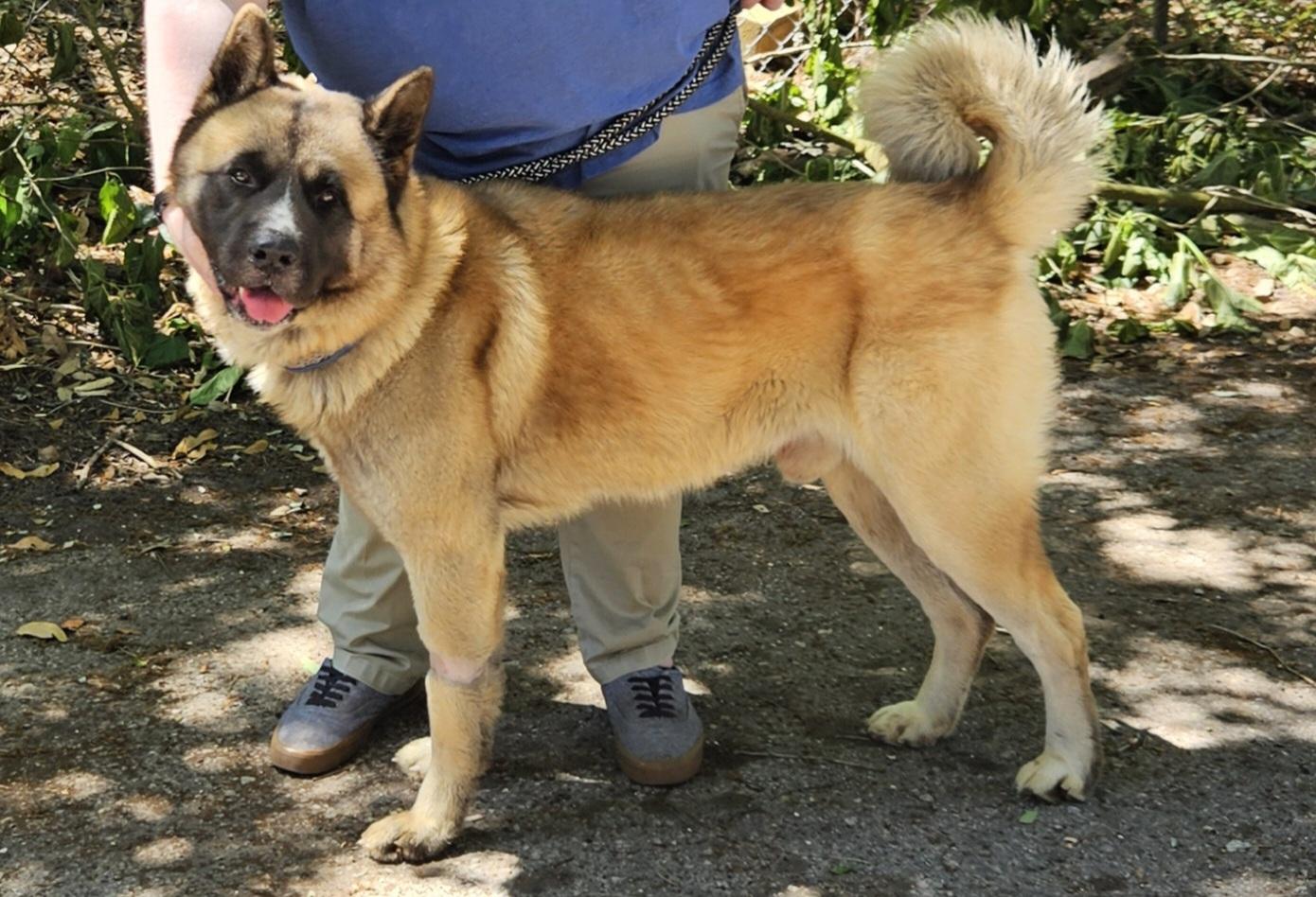 Kiba 3