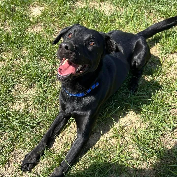 Humdinger, ADOPTABLE, Adult Male Black Labrador Retriever.