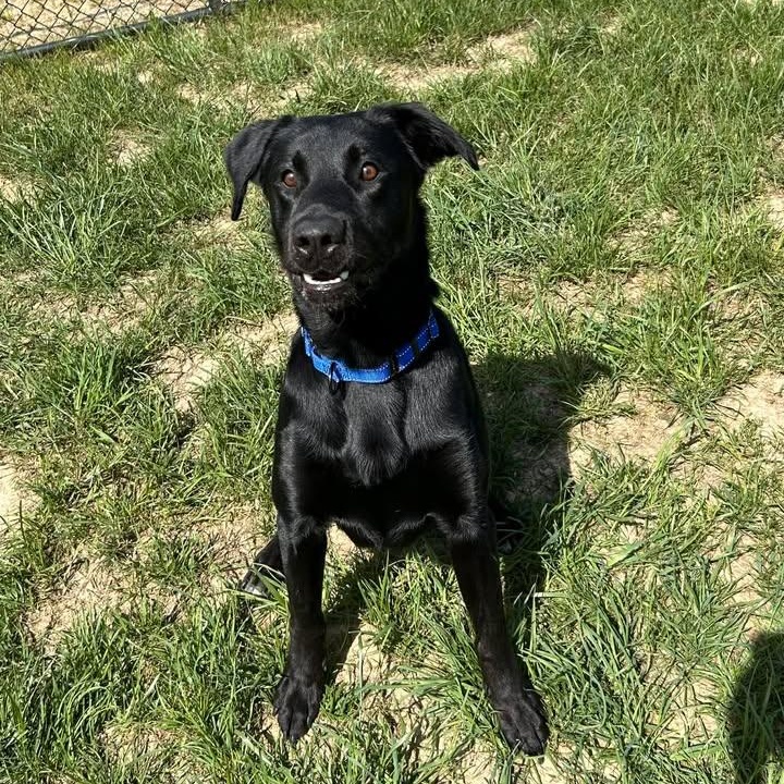 Enlarge Humdinger, a ADOPTABLE Black Labrador Retriever in Shepherdsville, KY image 5/5