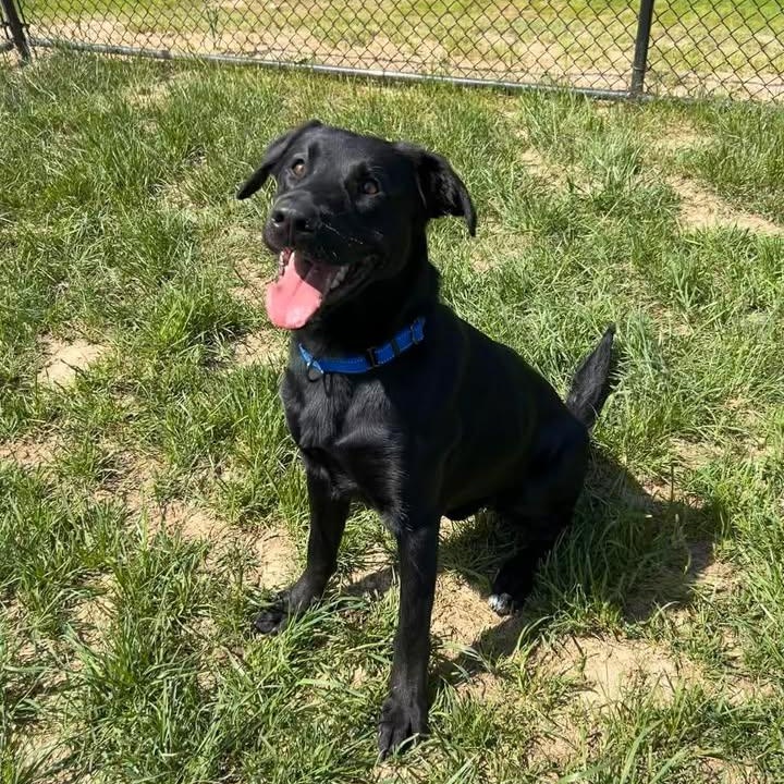 Enlarge Humdinger, a ADOPTABLE Black Labrador Retriever in Shepherdsville, KY image 2/5