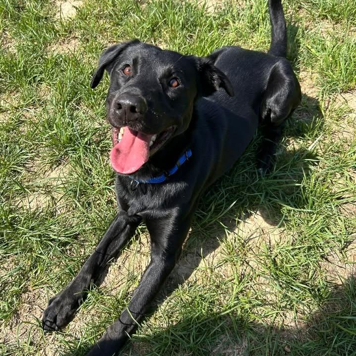 Enlarge Humdinger, a ADOPTABLE Black Labrador Retriever in Shepherdsville, KY image 4/5