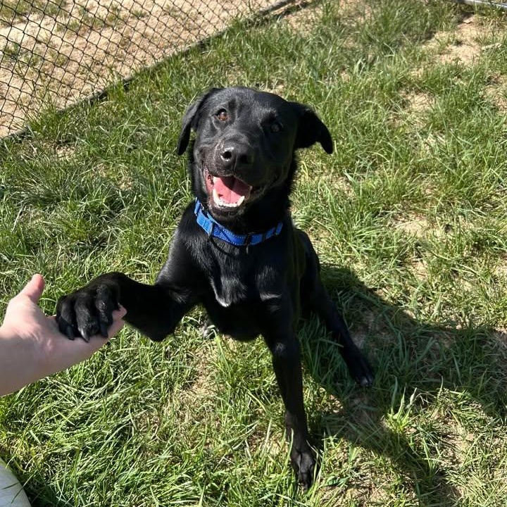 Enlarge Humdinger, a ADOPTABLE Black Labrador Retriever in Shepherdsville, KY image 3/5