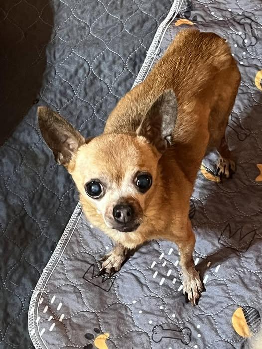 Rory, Adopted, Adult Male Chihuahua.