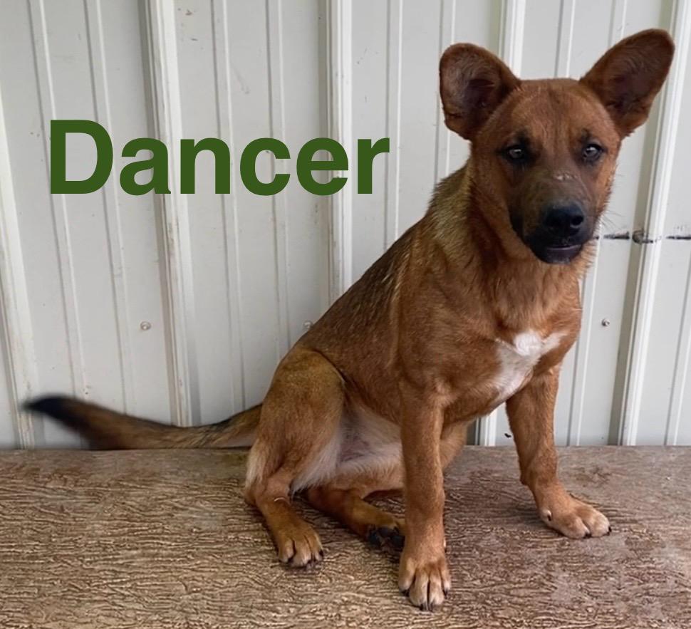 Enlarge Dancer, a ADOPTABLE mixed breed in Pomeroy, OH image 1/3