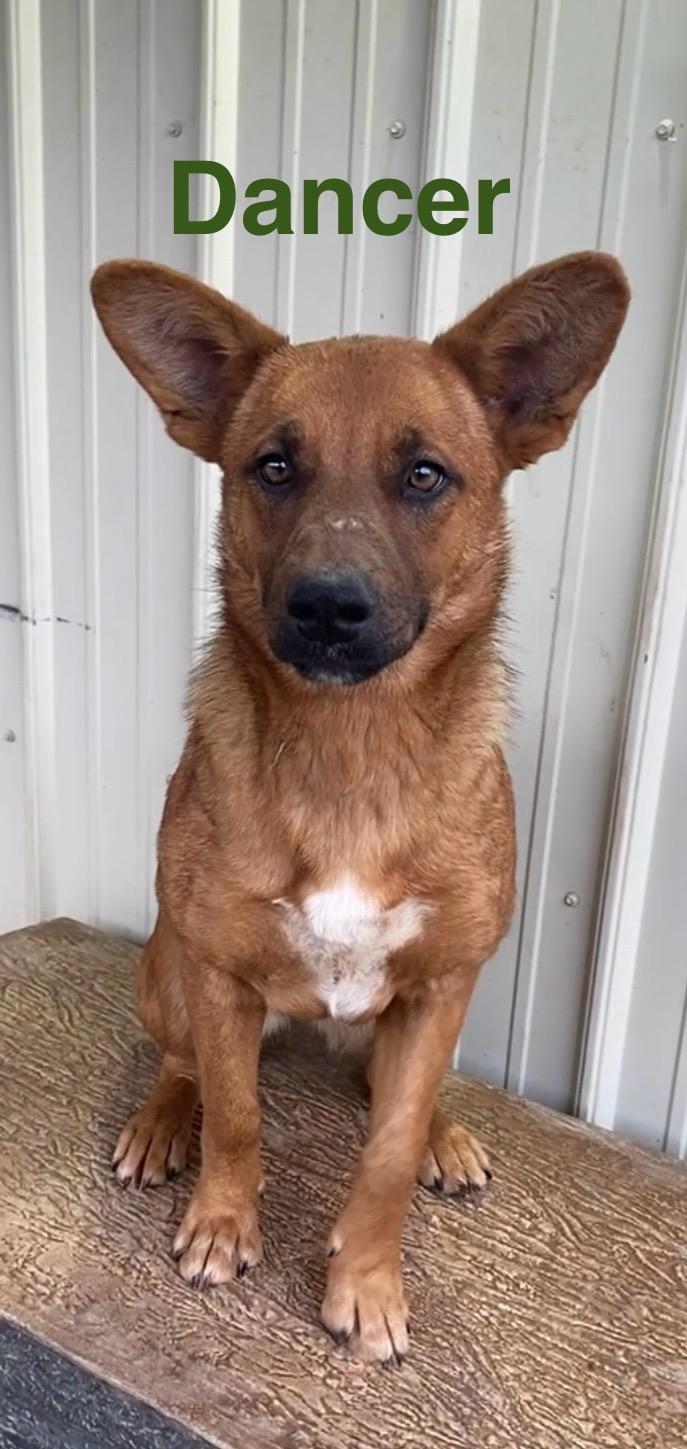 Enlarge Dancer, a ADOPTABLE mixed breed in Pomeroy, OH image 2/3