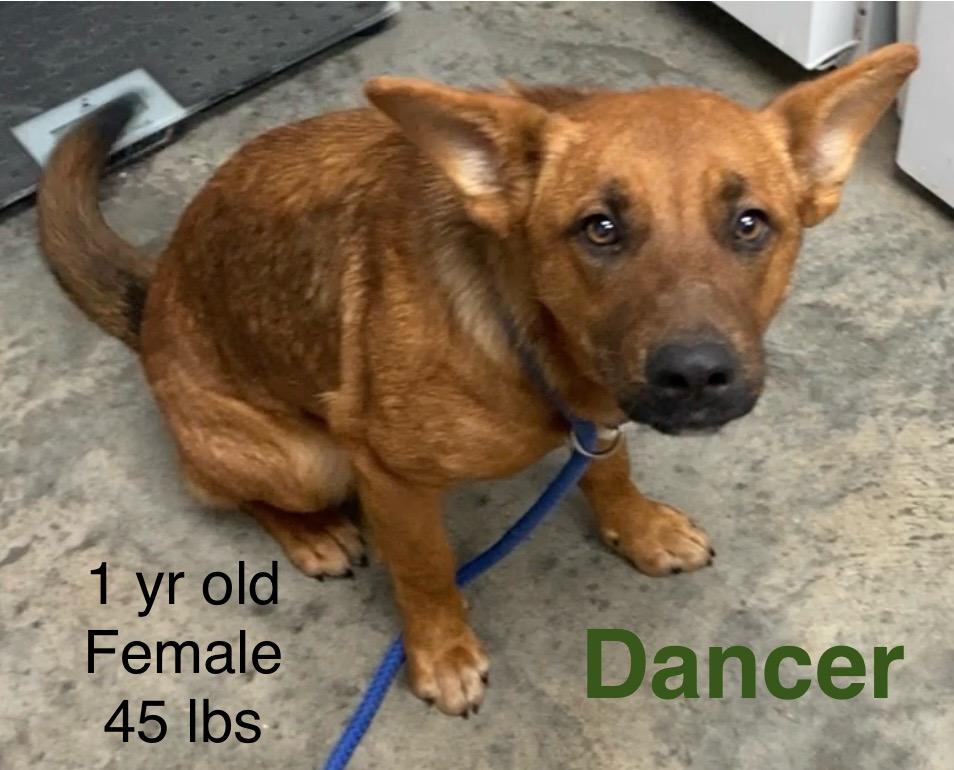 Enlarge Dancer, a ADOPTABLE mixed breed in Pomeroy, OH image 3/3