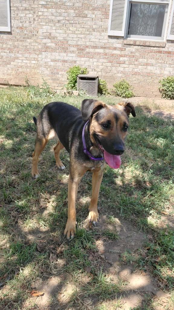 Enlarge Reagan, a Adoptable mixed breed in sun prairie, WI image 1/3