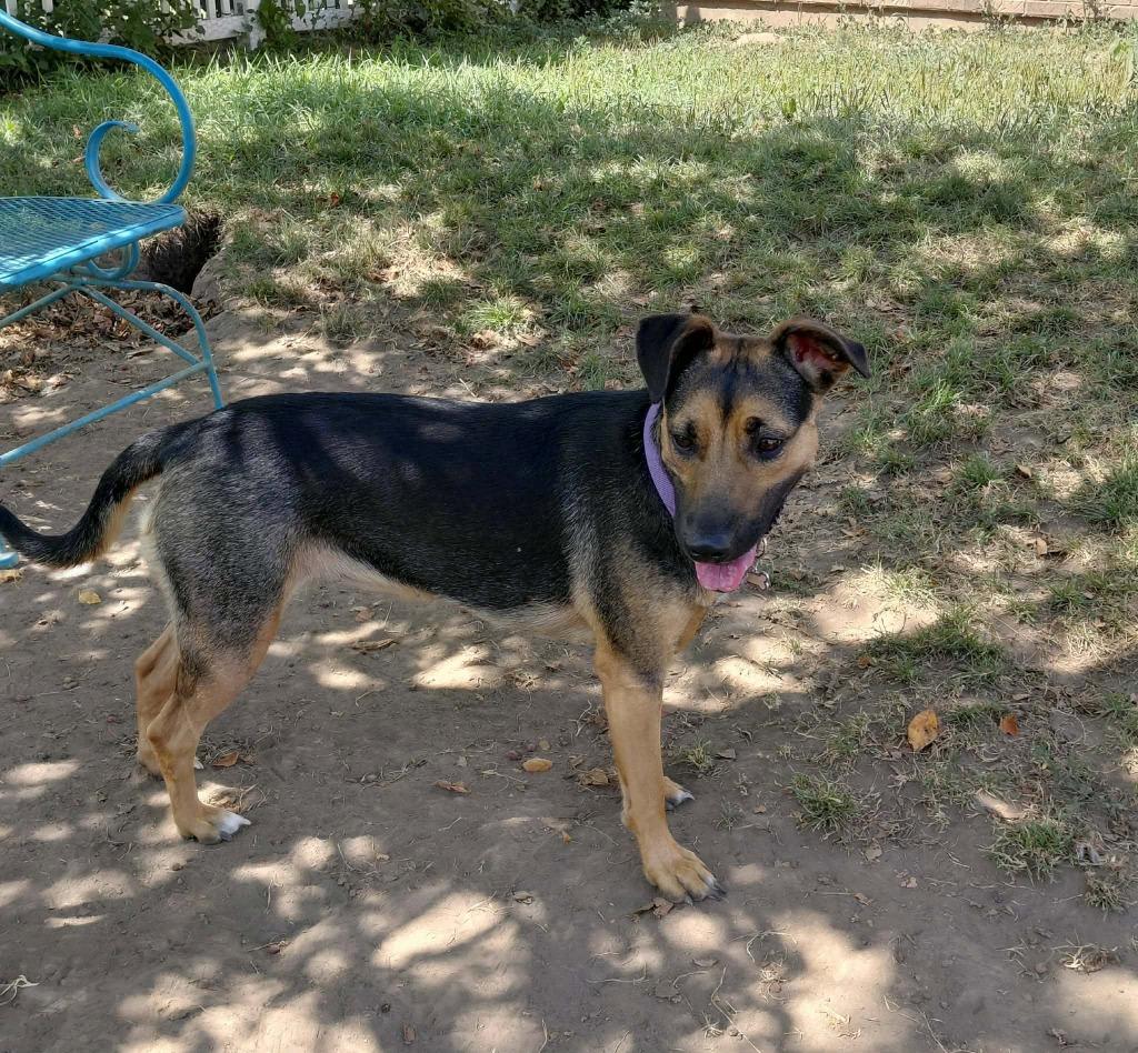 Enlarge Reagan, a Adoptable mixed breed in sun prairie, WI image 2/3