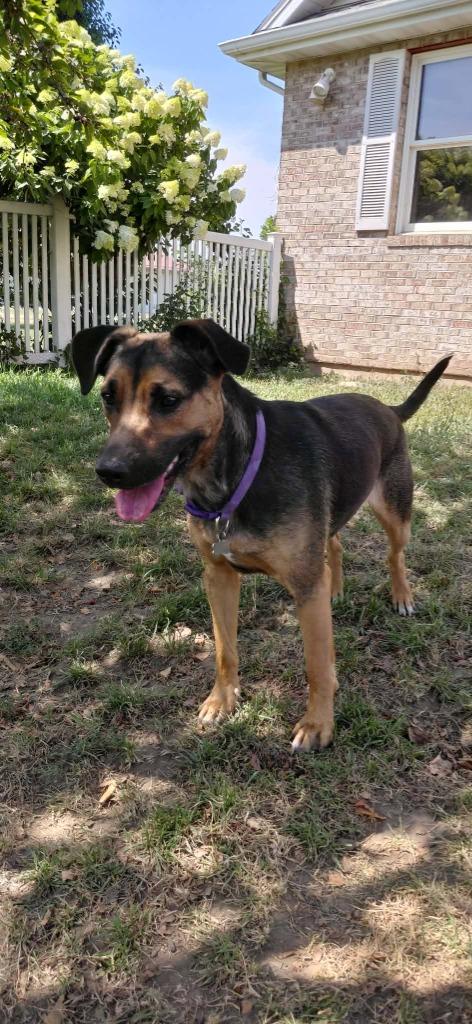 Enlarge Reagan, a Adoptable mixed breed in sun prairie, WI image 3/3