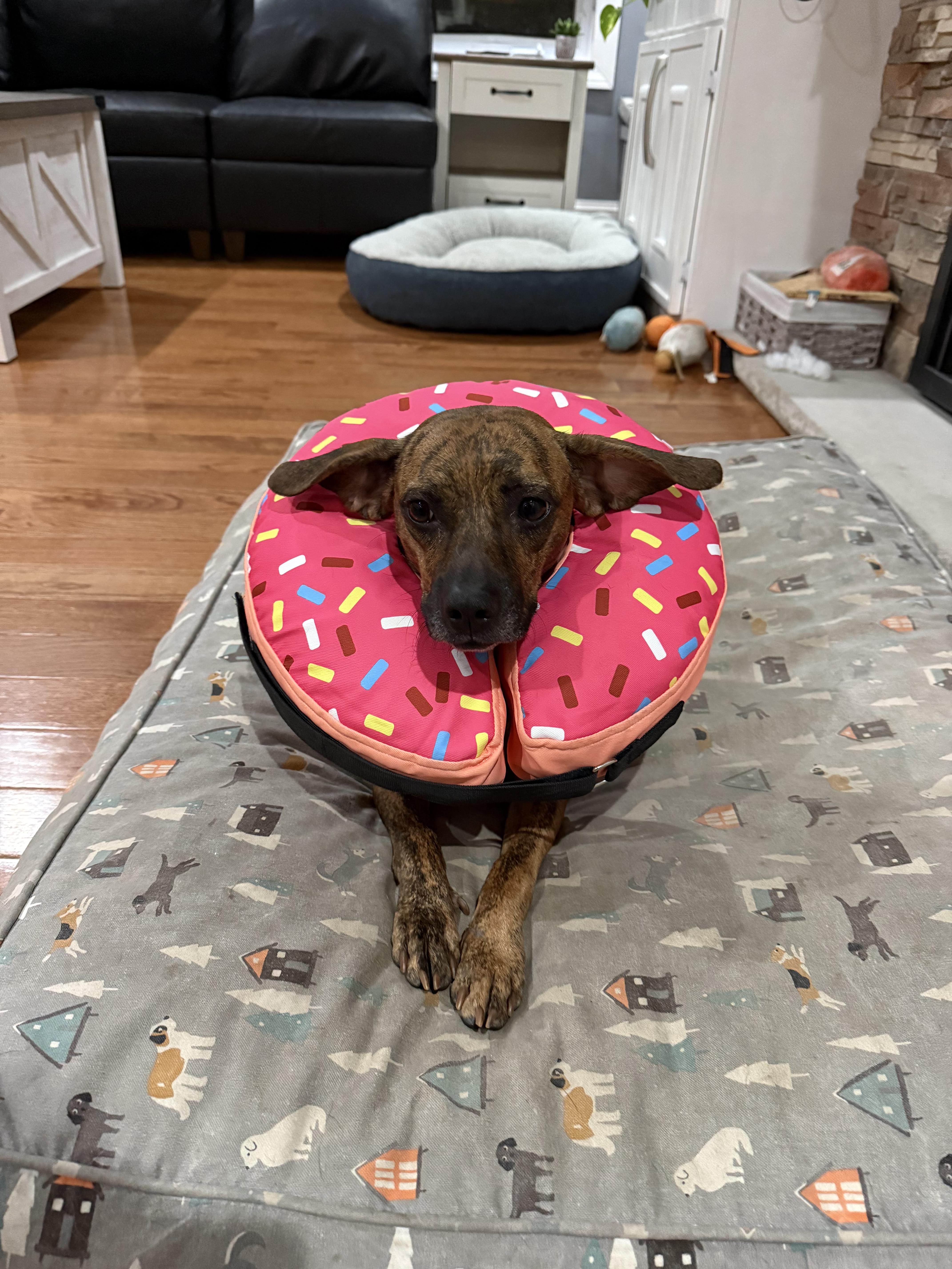 Enlarge Magnolia, a Adoptable Mixed Breed in Chicago, IL image 1/5