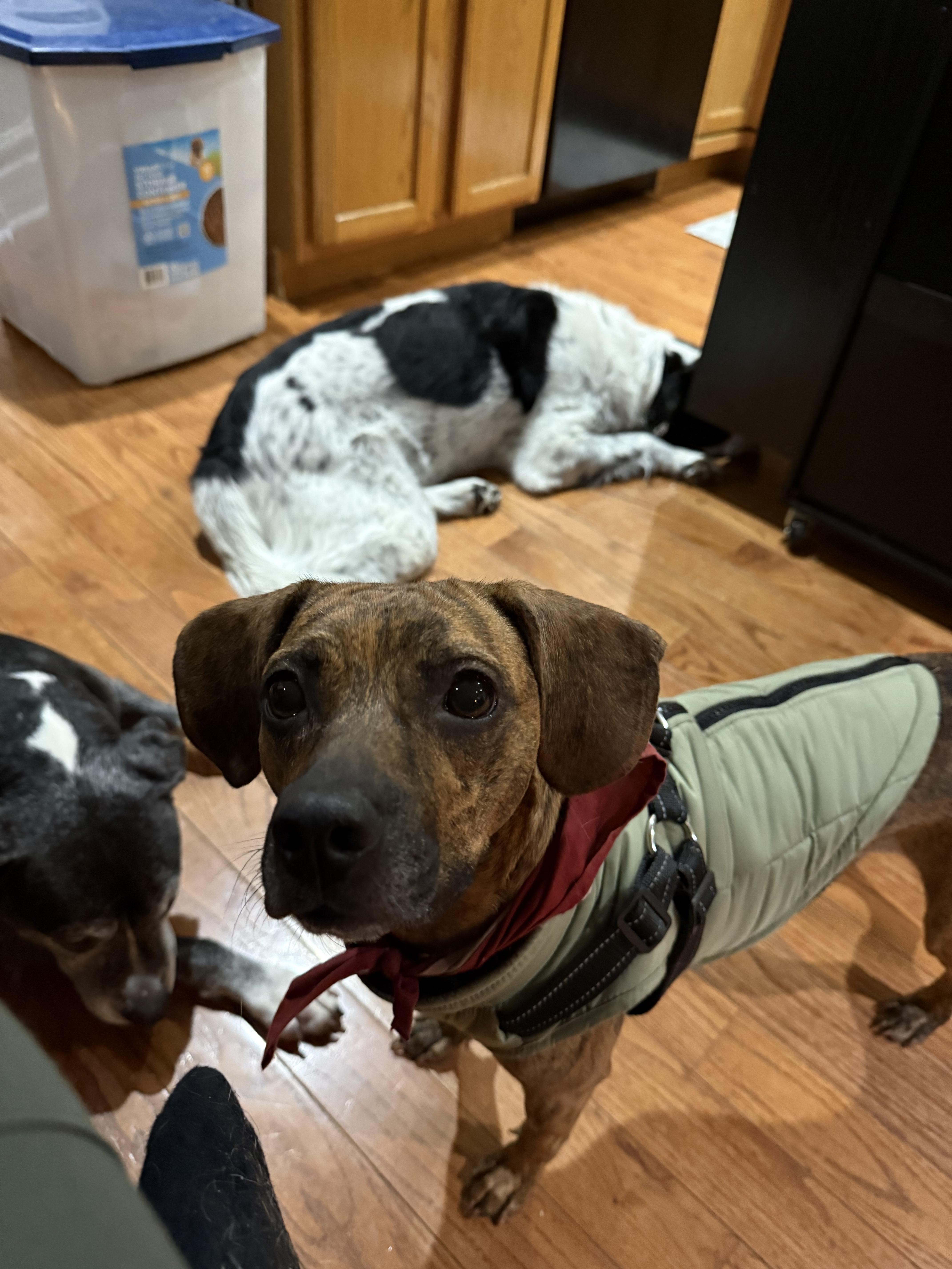 Enlarge Magnolia, a Adoptable Mixed Breed in Chicago, IL image 2/5