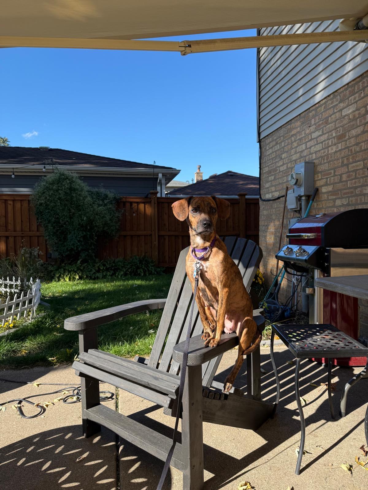 Enlarge Magnolia, a Adoptable Mixed Breed in Chicago, IL image 3/5