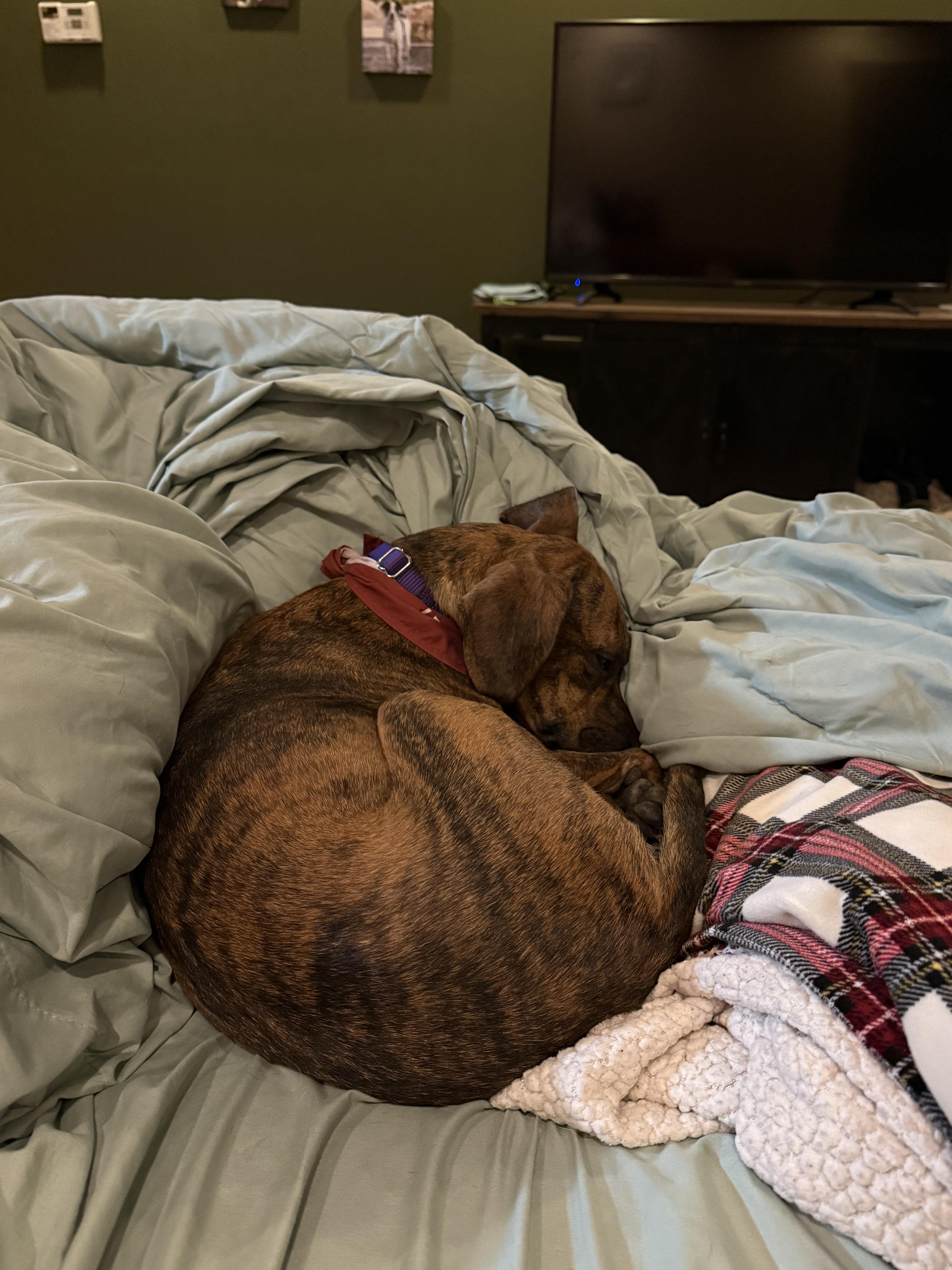 Enlarge Magnolia, a Adoptable Mixed Breed in Chicago, IL image 4/5