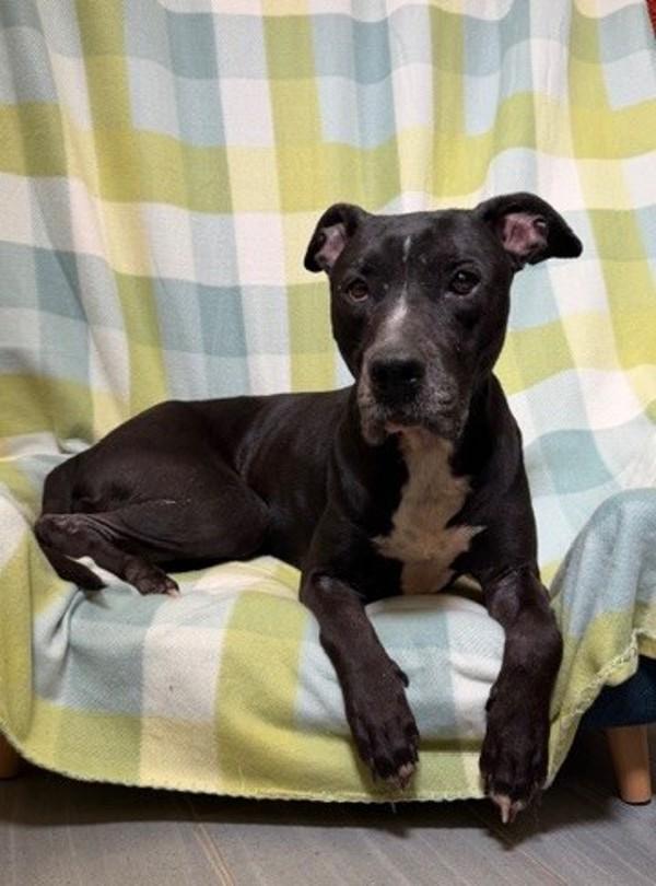 Nerri, Adoptable, Adult Female Pit Bull Terrier.