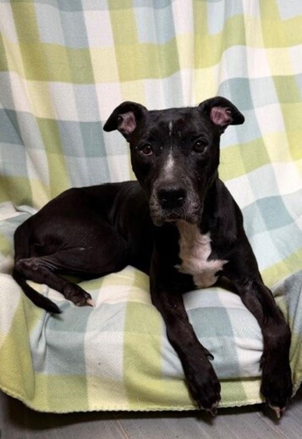 Enlarge Nerri, a Adoptable mixed breed in Lafayette, LA image 2/2