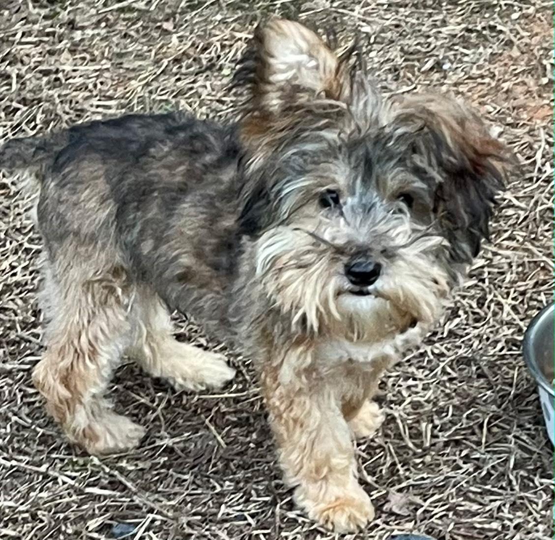 FERRIS, a Adopted mixed breed in Newborn, GA image 2/3