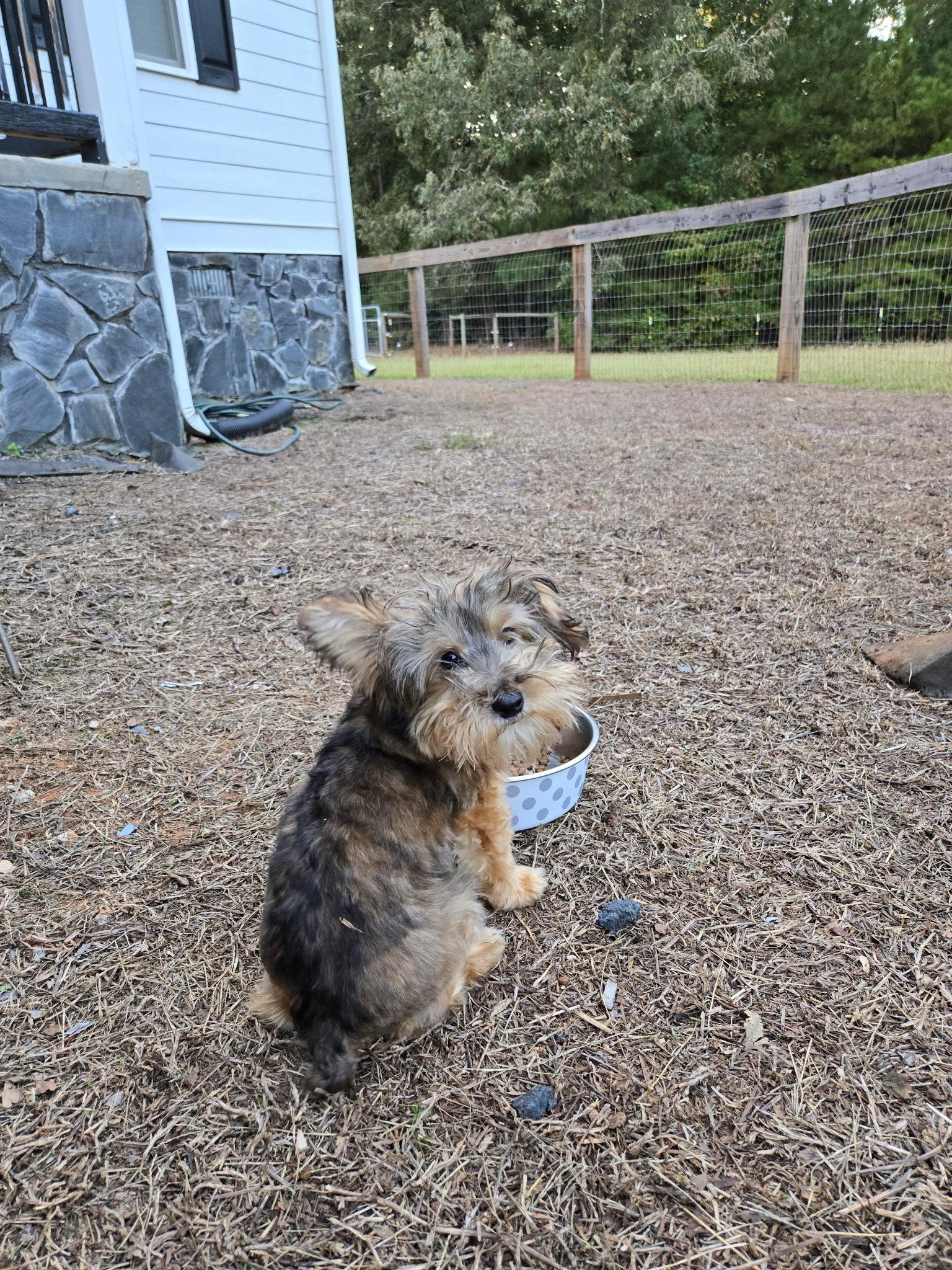 FERRIS, a Adopted mixed breed in Newborn, GA image 3/3