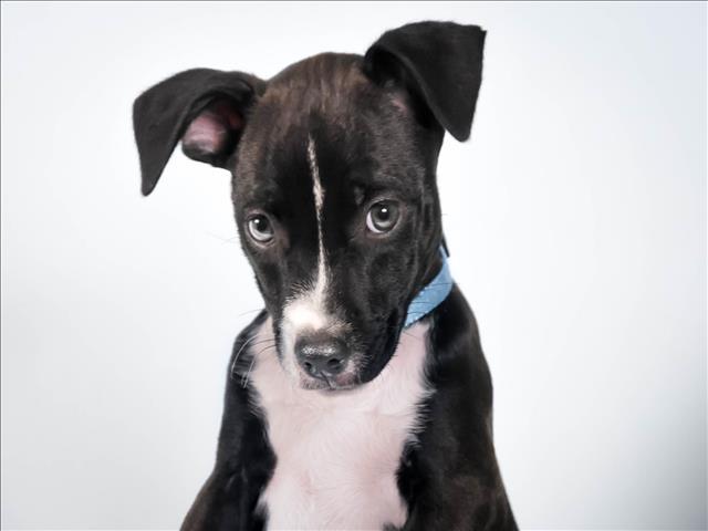 JOB, Adoptable, Puppy Male Chihuahua & Pit Bull Terrier.