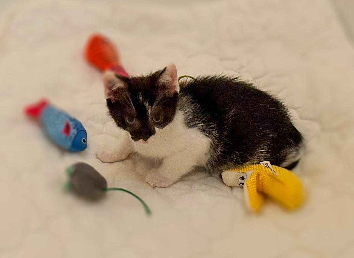 Little Boy Bingo, a Adoptable Domestic Short Hair in Emeryville, CA image 3/4