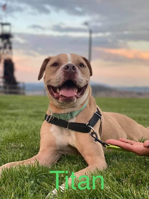 Enlarge Titan, a Adopted mixed breed in Arlee, MT image 1/3