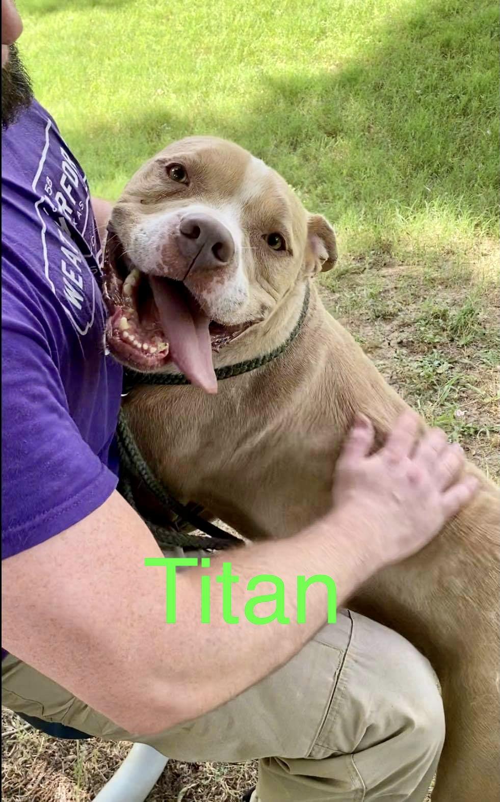 Enlarge Titan, a Adopted mixed breed in Arlee, MT image 2/3