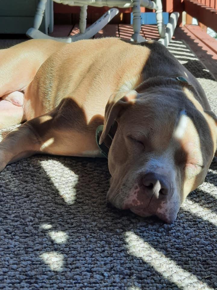 Enlarge Titan, a Adopted mixed breed in Arlee, MT image 3/3