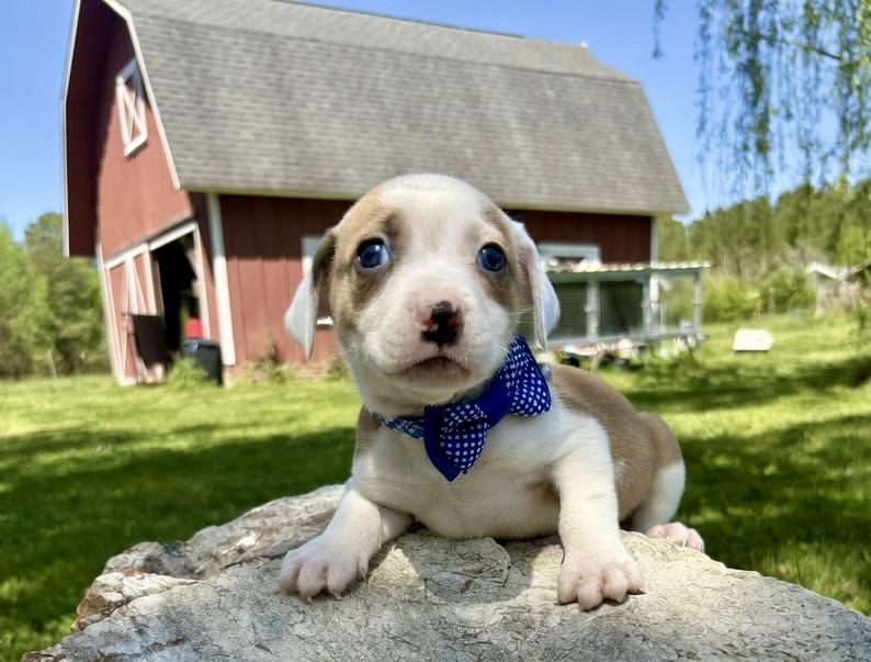 Enlarge Jackson, a Adoptable mixed breed in Pittsboro, NC image 3/4