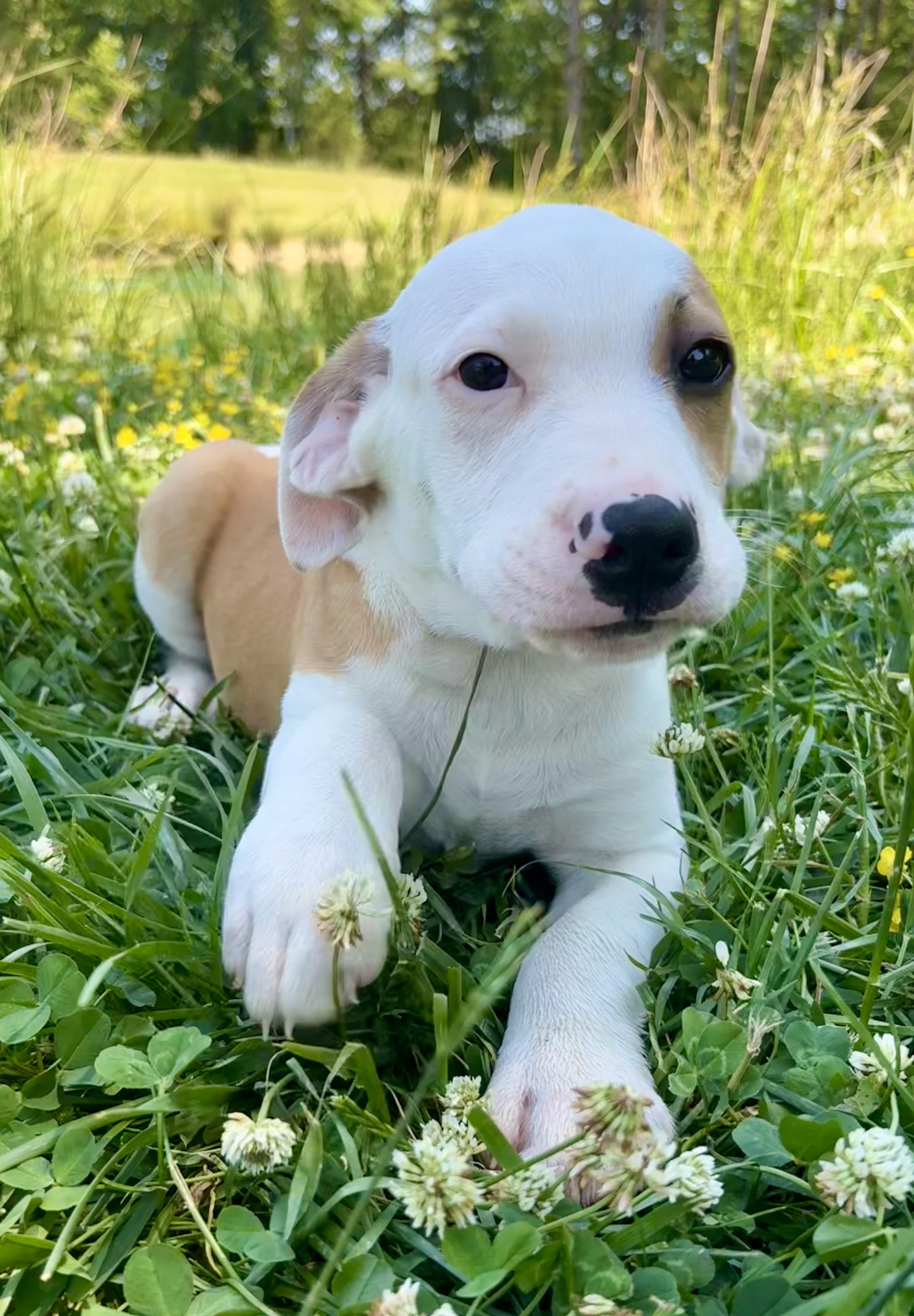 Jackson, a Adoptable mixed breed in Pittsboro, NC image 3/8