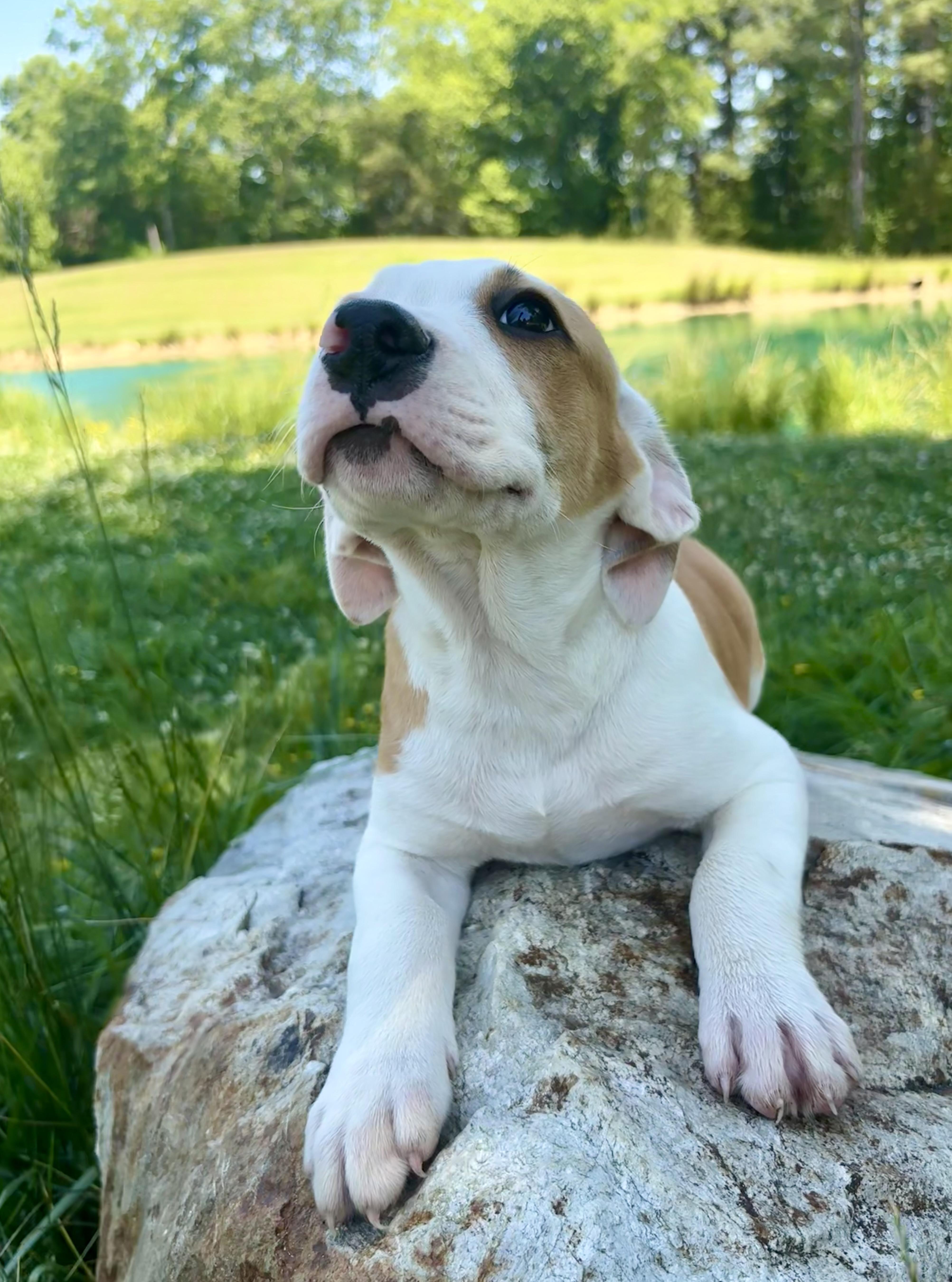 Jackson, a Adoptable mixed breed in Pittsboro, NC image 5/8
