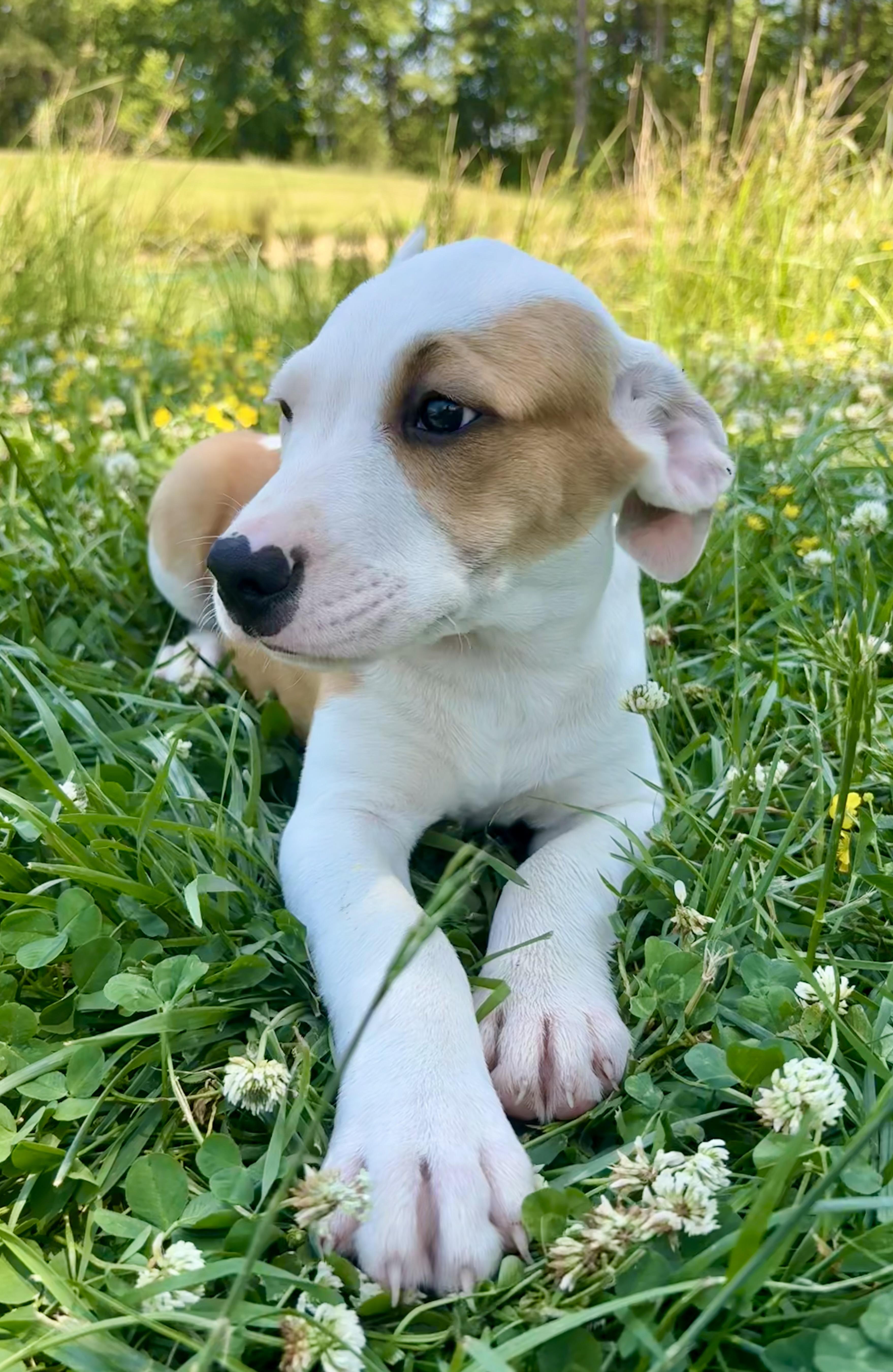 Jackson, a Adoptable mixed breed in Pittsboro, NC image 6/8