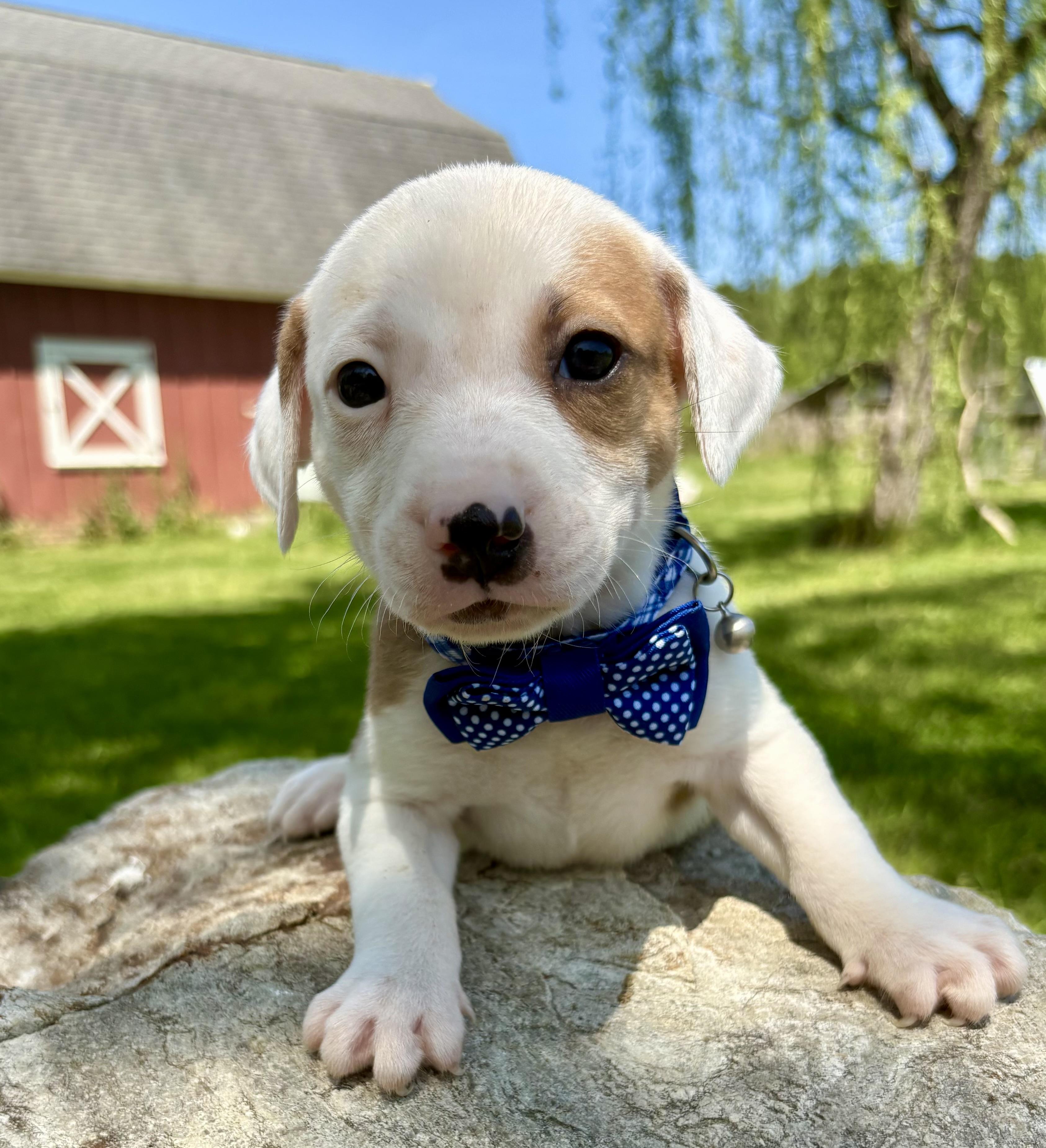 Jackson, Adoptable, Puppy Male Retriever & Hound.