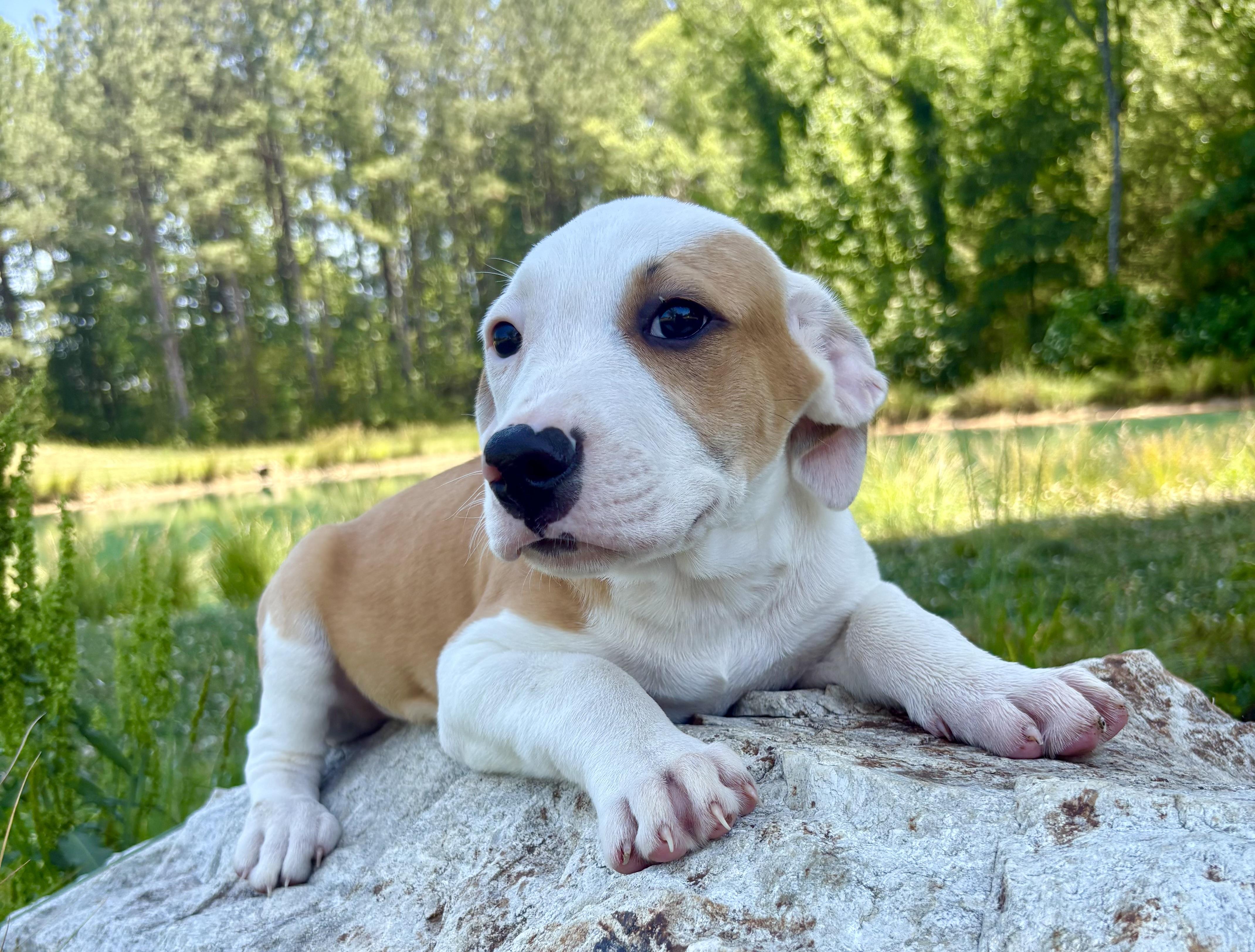 Jackson, a Adoptable mixed breed in Pittsboro, NC image 4/8